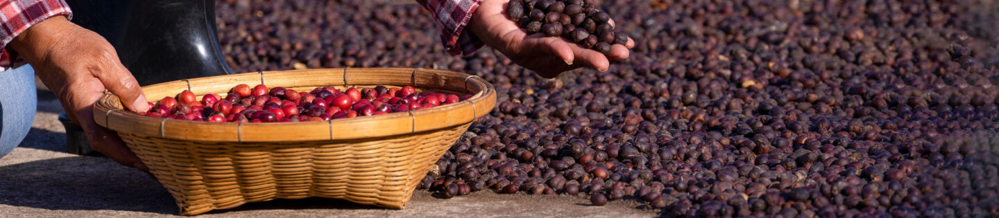 coffee cherries being placed on a patio to dry. dry method processing