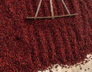 coffee cherries being raked on a patio to dry. dry method processing