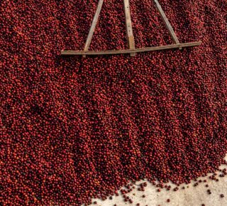 coffee cherries being raked on a patio to dry. dry method processing