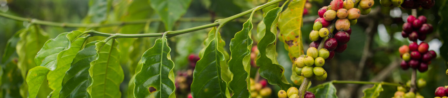 coffee cherries in different stages of ripeness on branch of tree