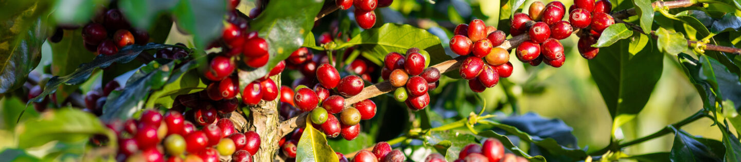 coffee cherries on a tree