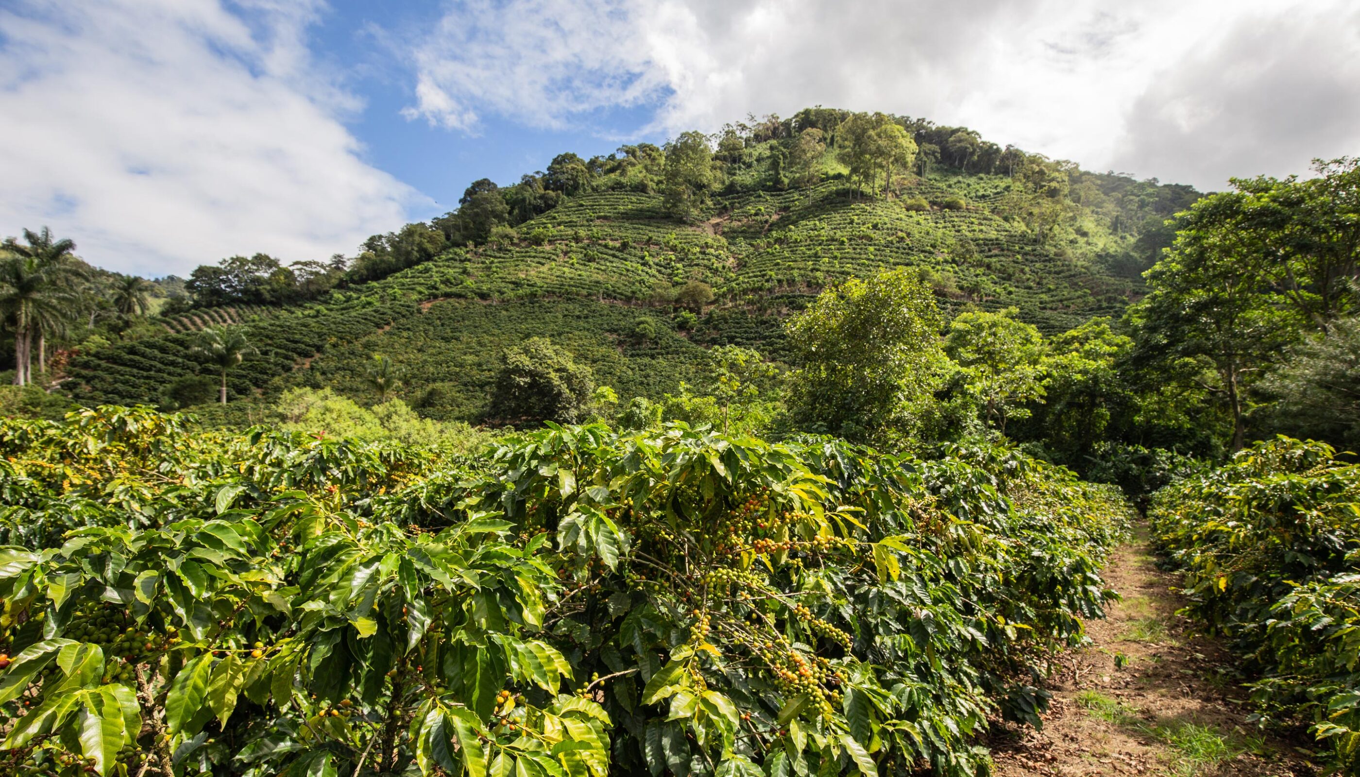 coffee plantation in costa rica