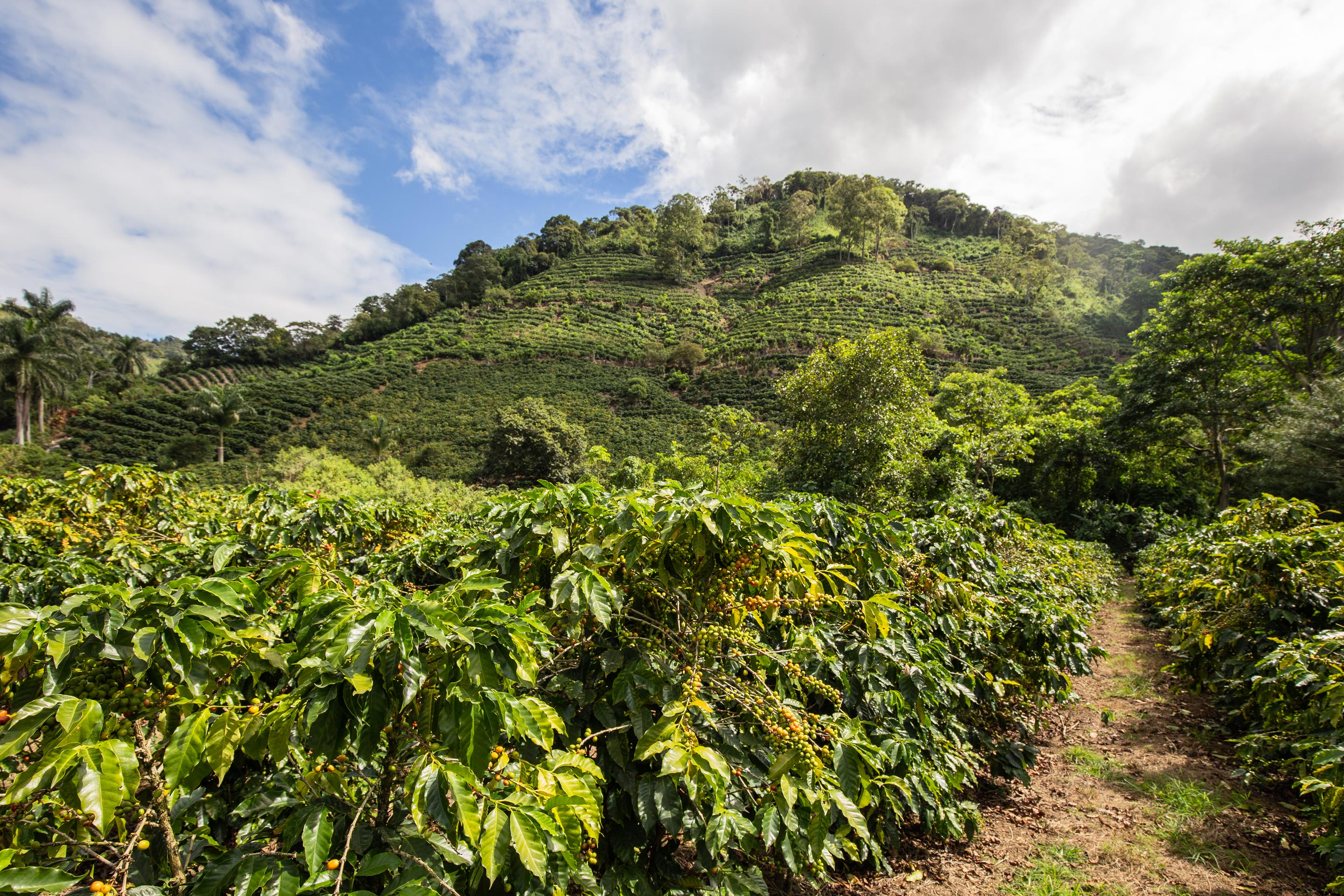 coffee plantation in costa rica