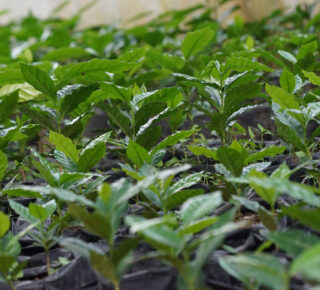 coffee seedlings