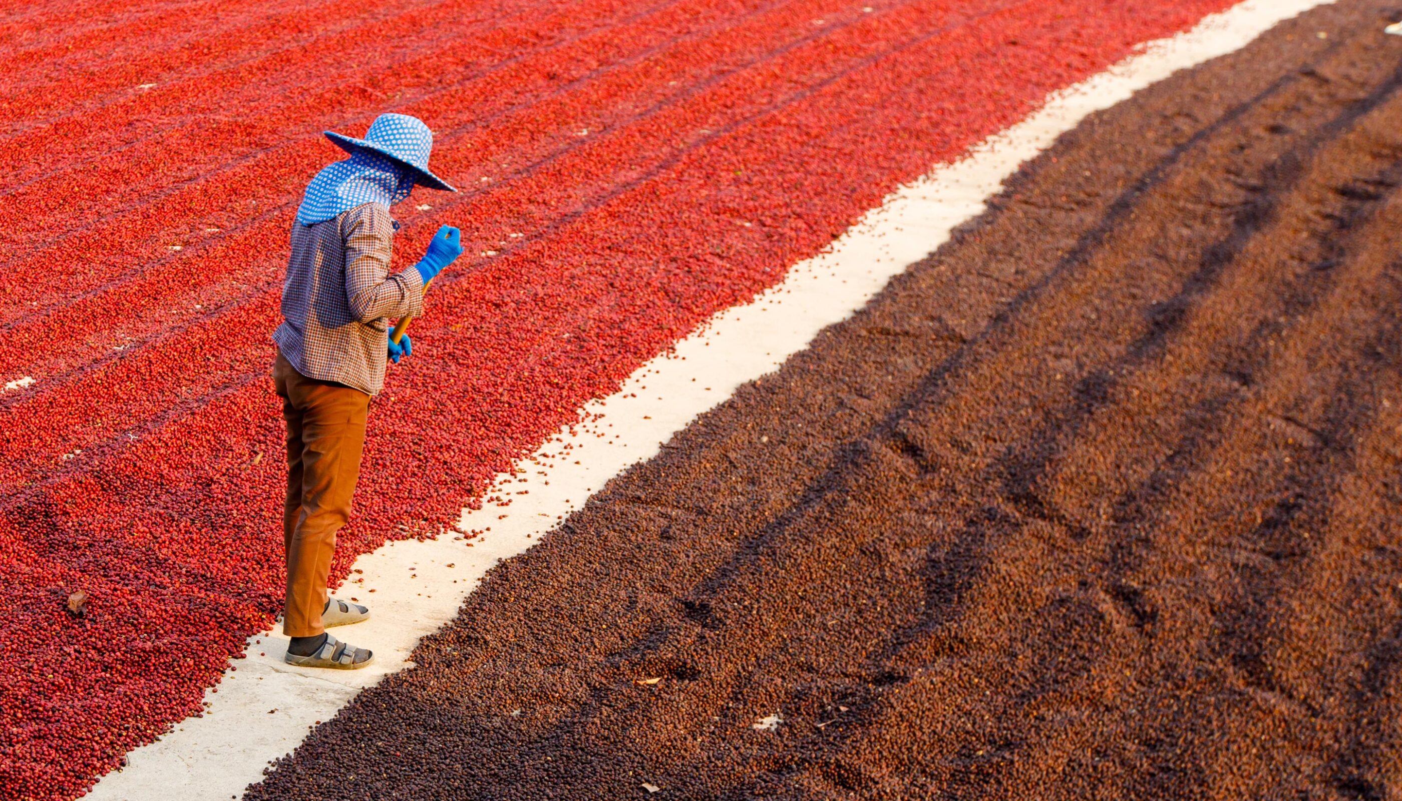 drying coffee beans in the sun