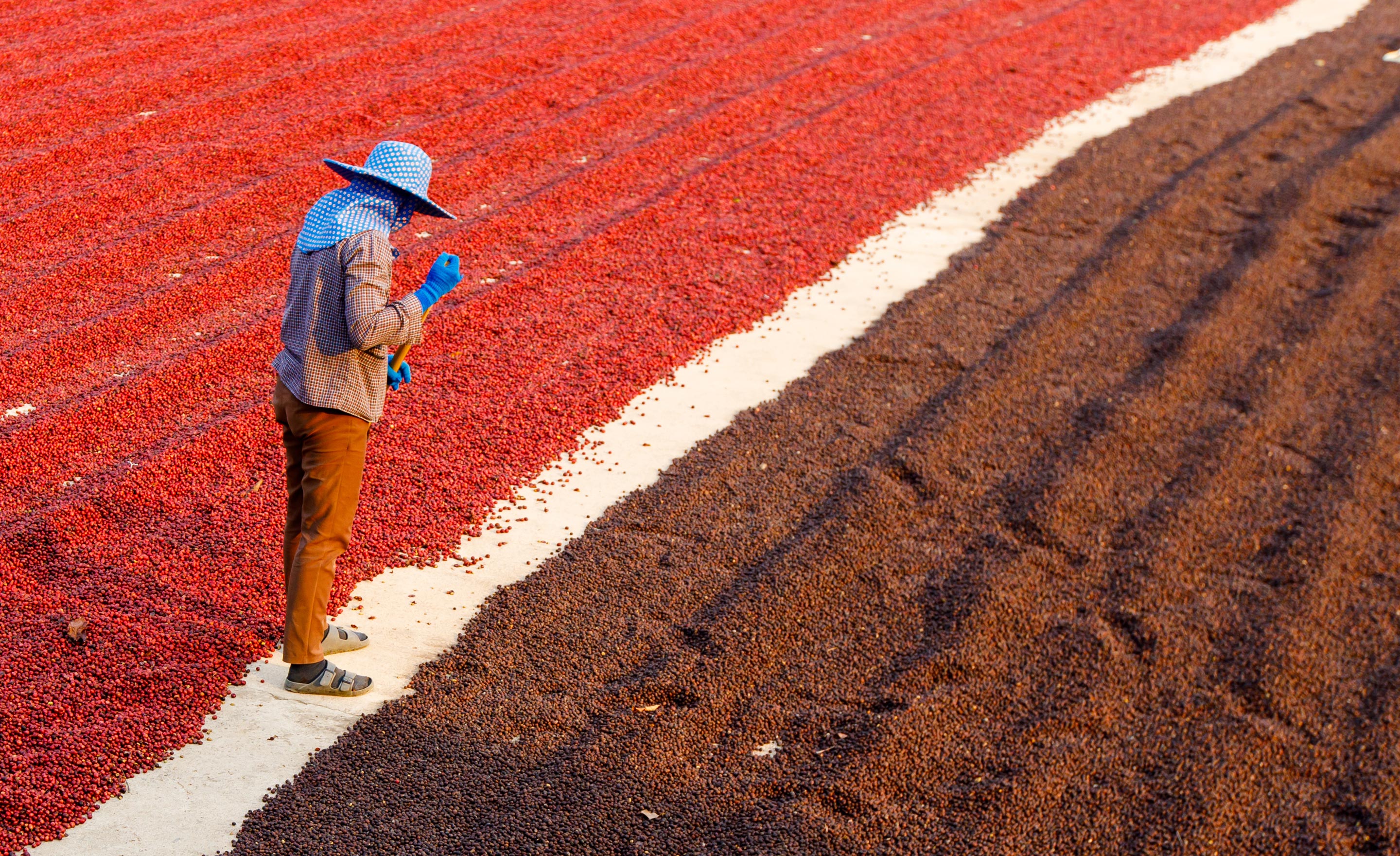 drying coffee beans in the sun