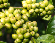 green robusta cherries