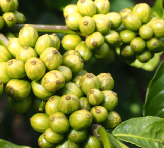 green robusta cherries