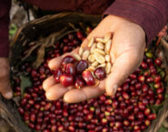 hand holding coffee cherries and stripped coffee cherries to show coffee bean inside thumbnail