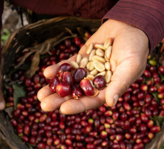 hand holding coffee cherries and stripped coffee cherries to show coffee bean inside thumbnail