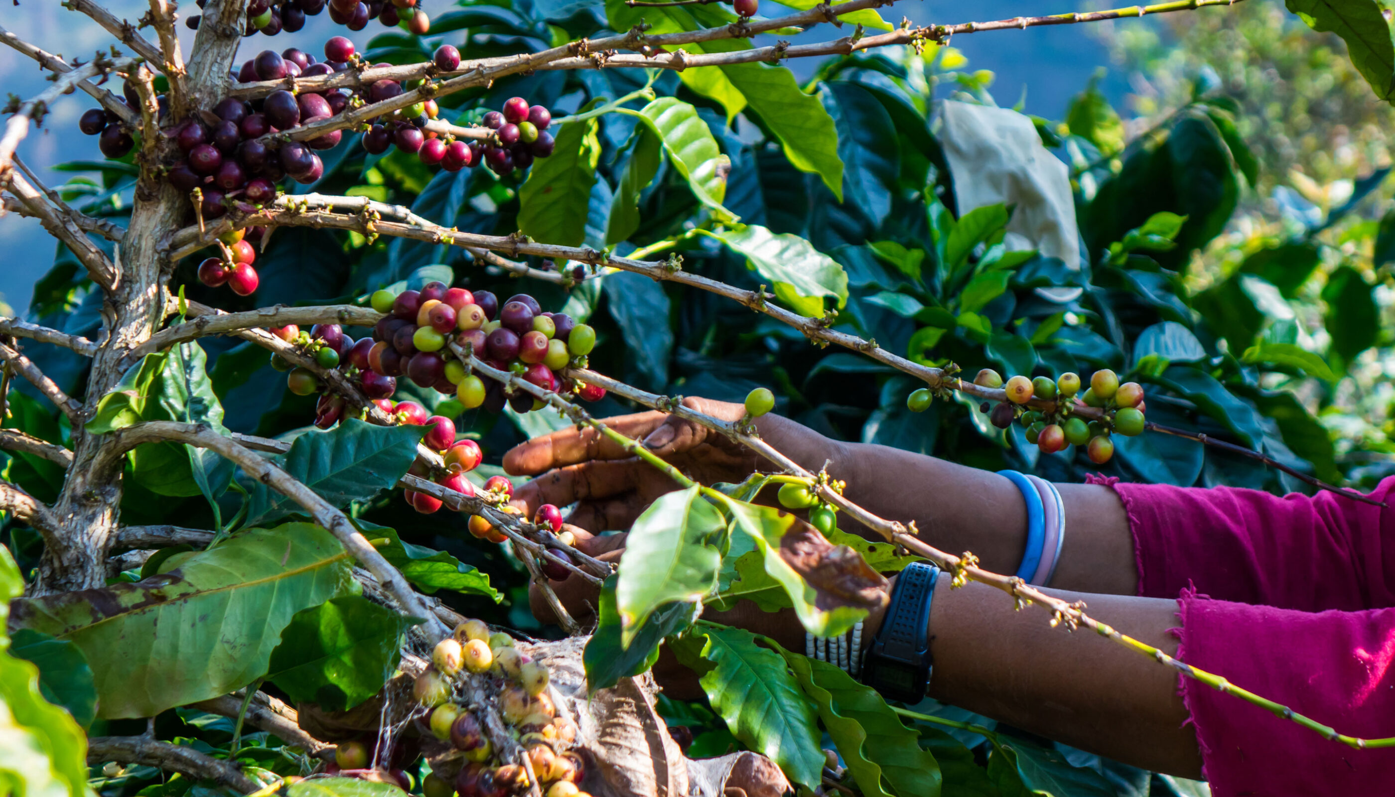 hand picking coffee from a tree