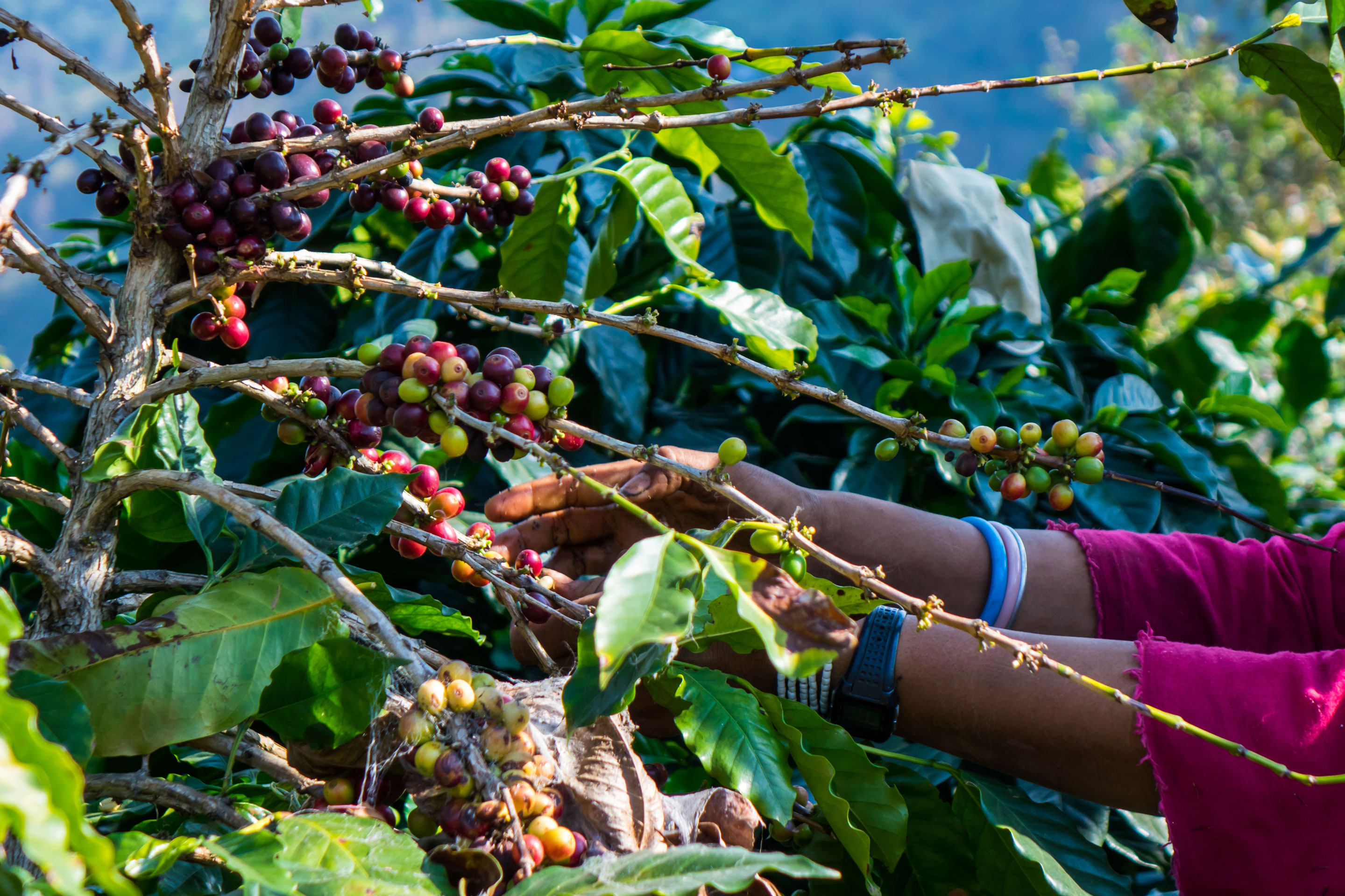 hand picking coffee from a tree