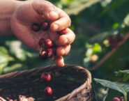 hands dropping picked coffee cherries into a basket