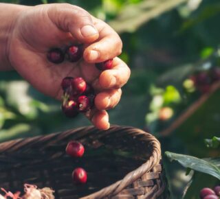 hands dropping picked coffee cherries into a basket