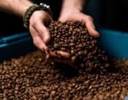 hands holding roasted coffee in barrel