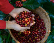 hands showing picked coffee cherries in a basket