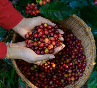 hands showing picked coffee cherries in a basket