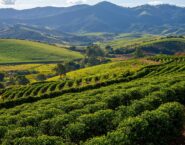 hillside coffee plantation rolling hills of coffee plants