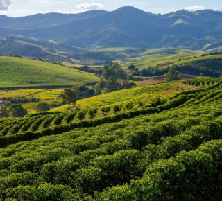 hillside coffee plantation rolling hills of coffee plants