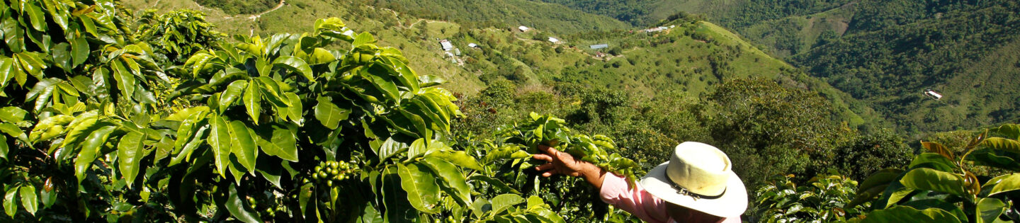 man harvesting coffee from plant on hillside in mountains masthead