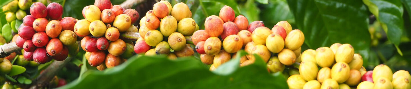 multicolor robusta coffee cherries clustered on tree branch