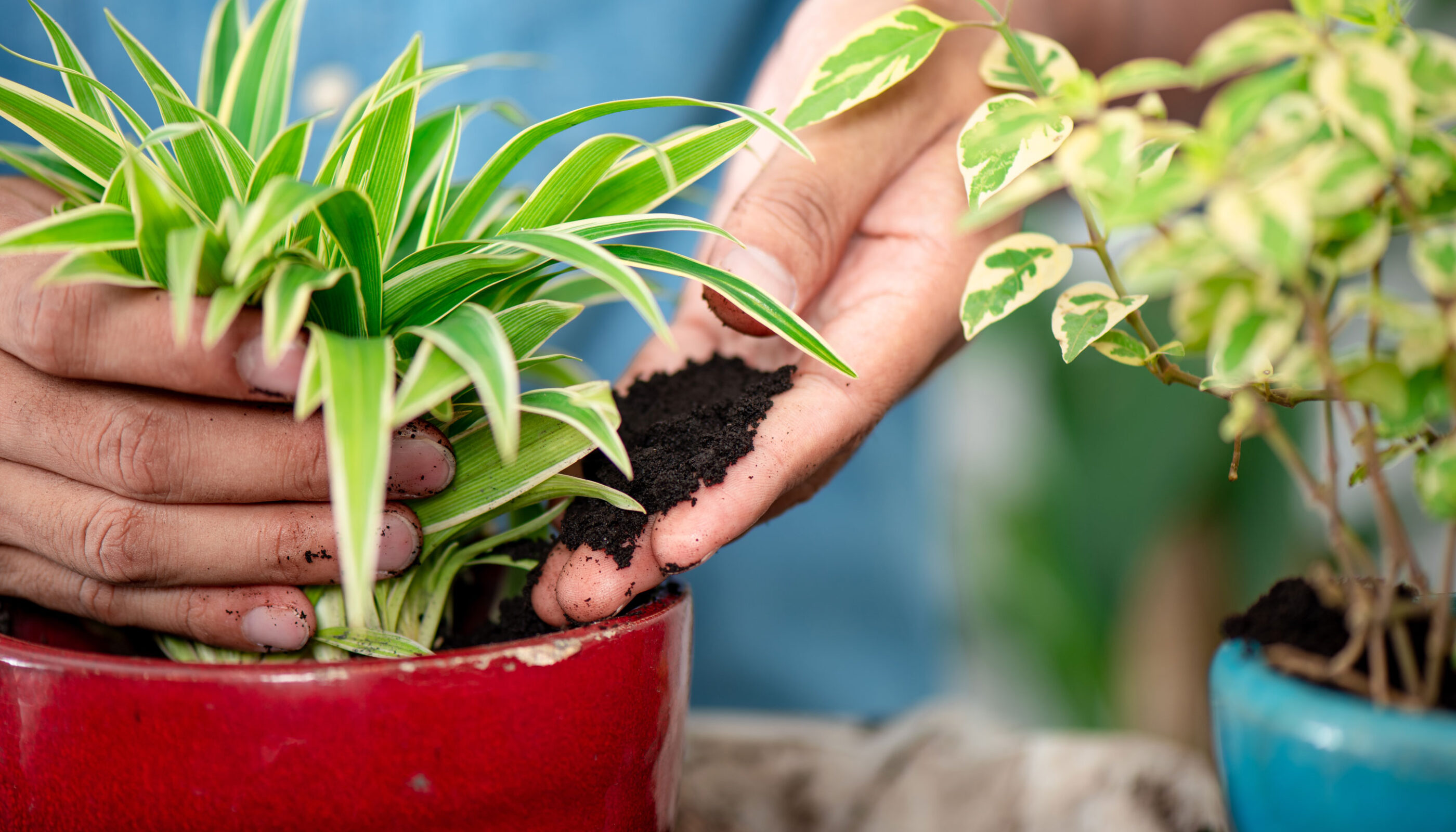 hand putting coffee grounds into potted plant