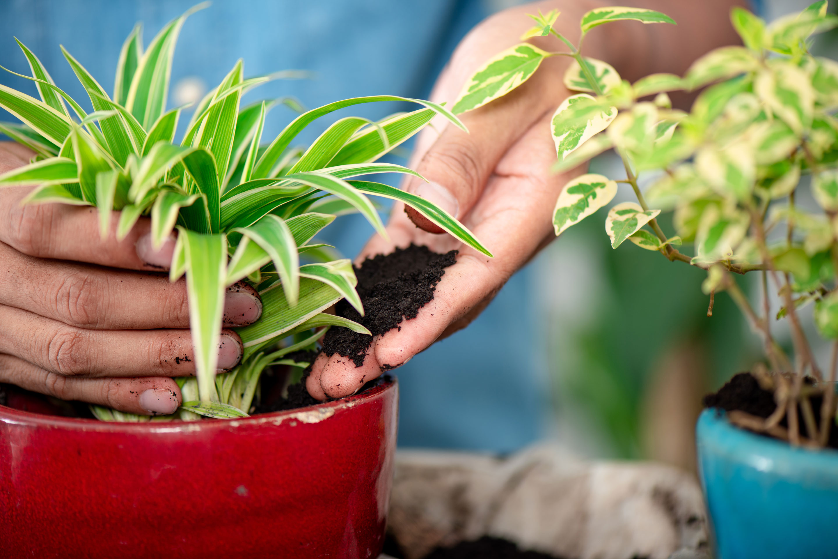 hand putting coffee grounds into potted plant