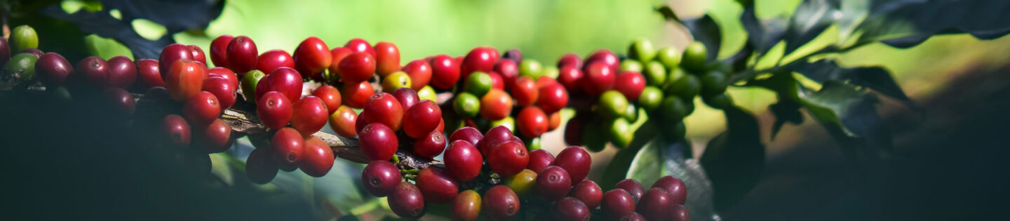 red coffee cherries closeup