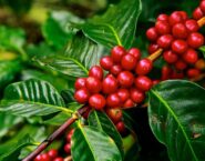 ripe coffee cherries on branch of coffee tree