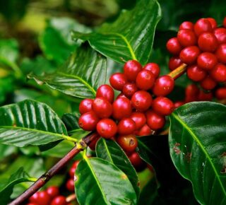 ripe coffee cherries on branch of coffee tree