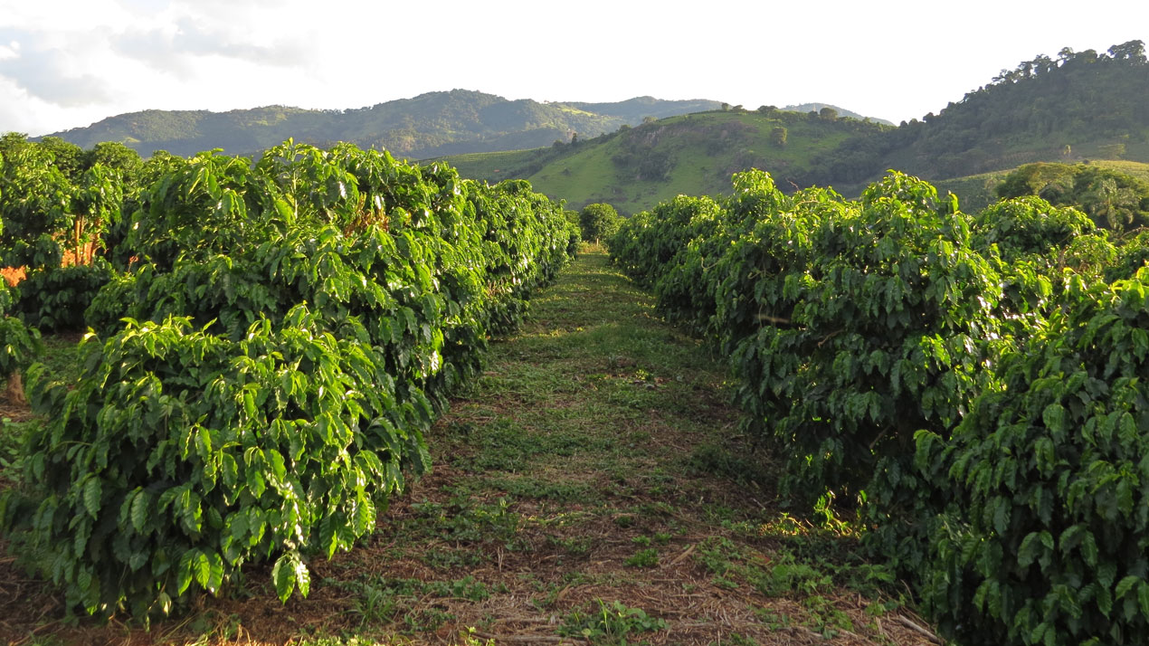 coffee plantation in the South of Minas Gerais, Brazil