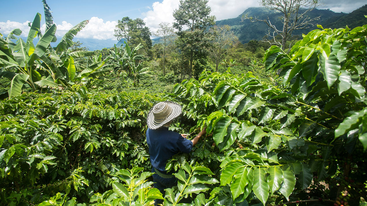 Colombian farmer among coffee trees