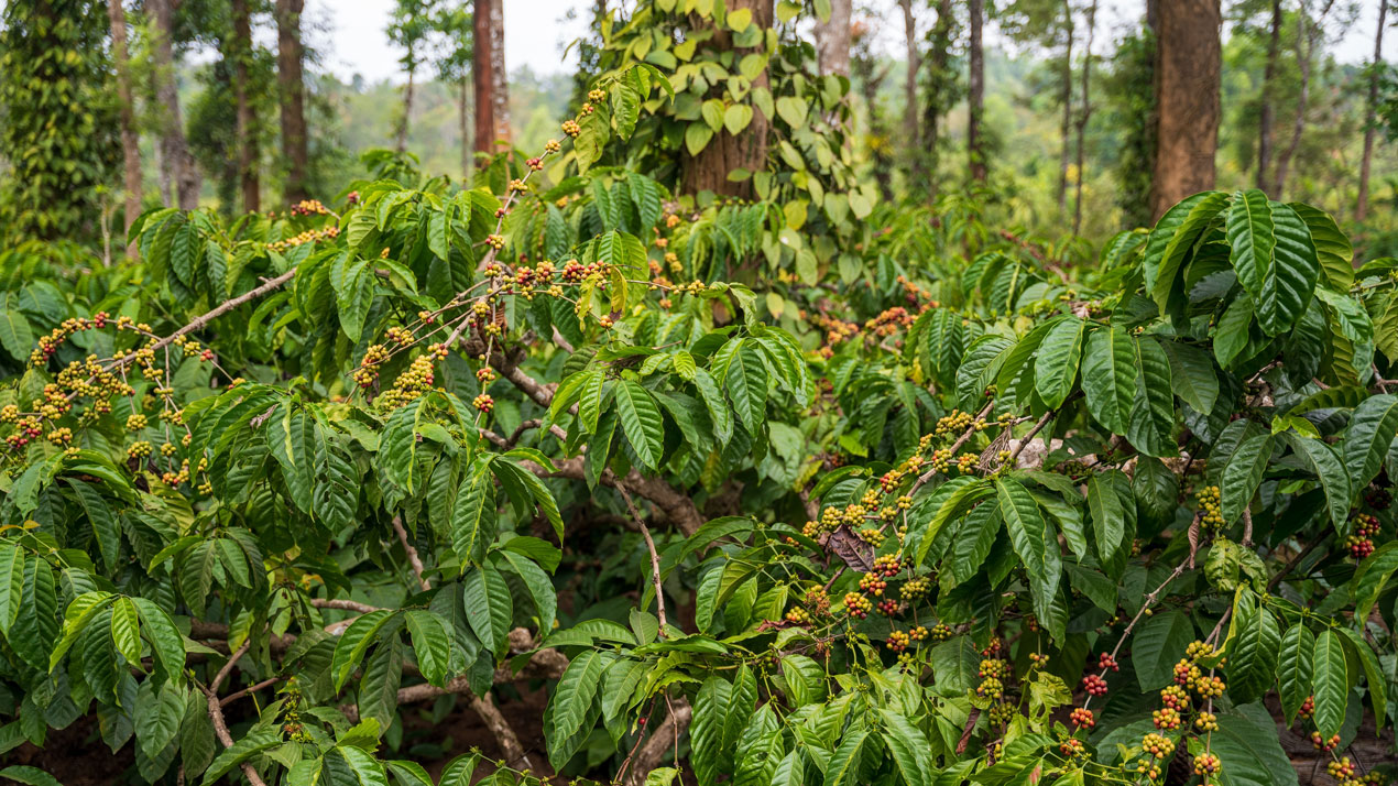 arabica coffee trees growing on mountain