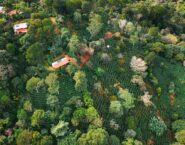 aerial view of coffee fields in Costa Rica