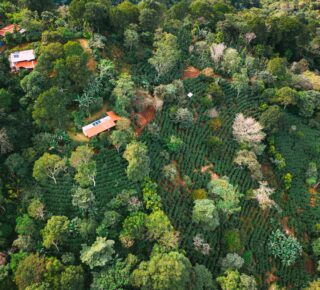 aerial view of coffee fields in Costa Rica