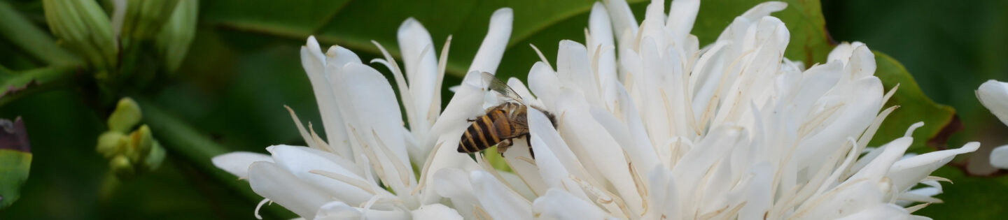 honey bee on Robusta coffee blossom