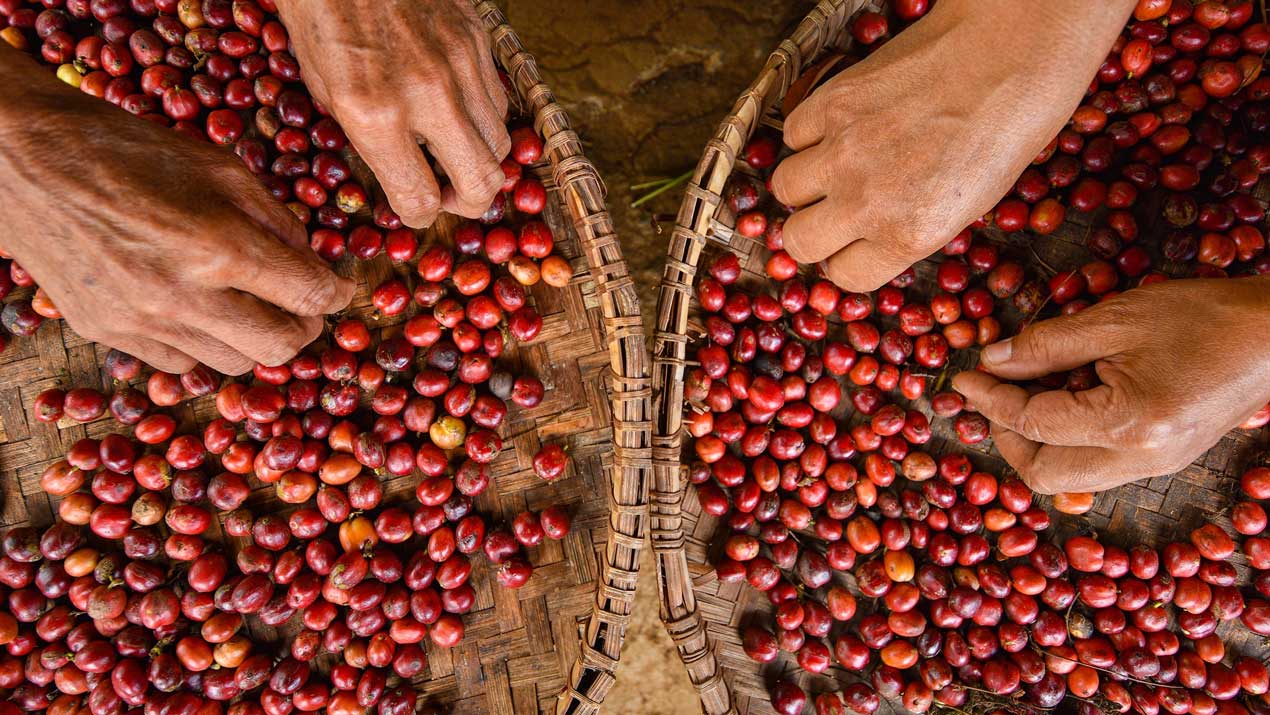 two pairs of hands sorting ripe coffee cherries